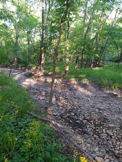 Blue River Glades.jpg