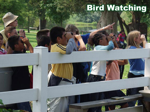 kids bird watching
