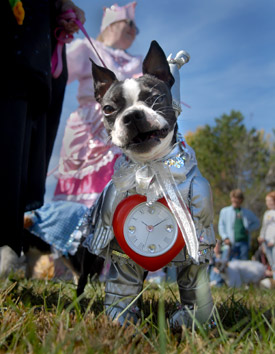 black and white dog dressed up in a shiny silver costume