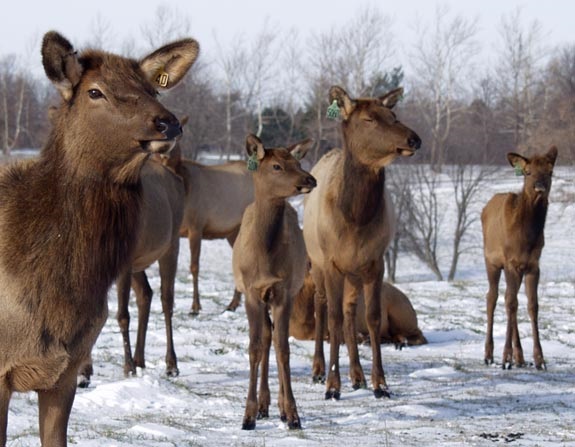 Group of elk in the snow