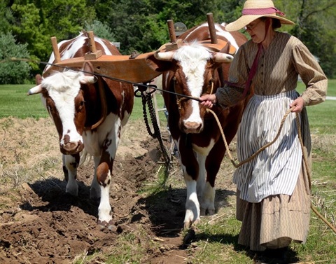 A woman plowing a field with two cows