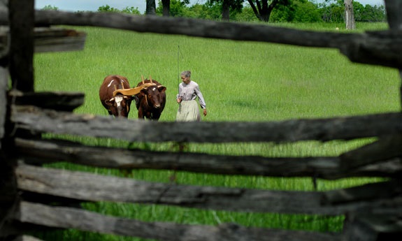 Woman herding two cows