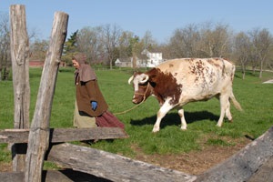 Woman pulling a cow on a lead