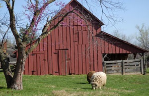 Sheep grazing in front of a red barn