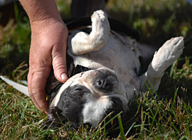 black and white dog laying on the ground being petted