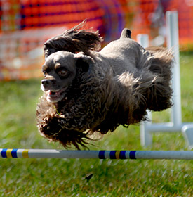 brown furry dog jumping over a stick