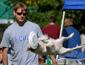 White Dog Jumping to Catch a frisbee